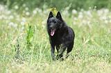 SCHIPPERKE 600